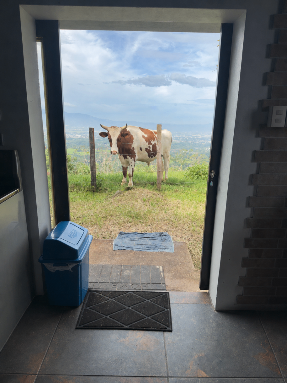 Cattle grazing in the lower pasture at El Cerro, seen through a farmhouse doorway